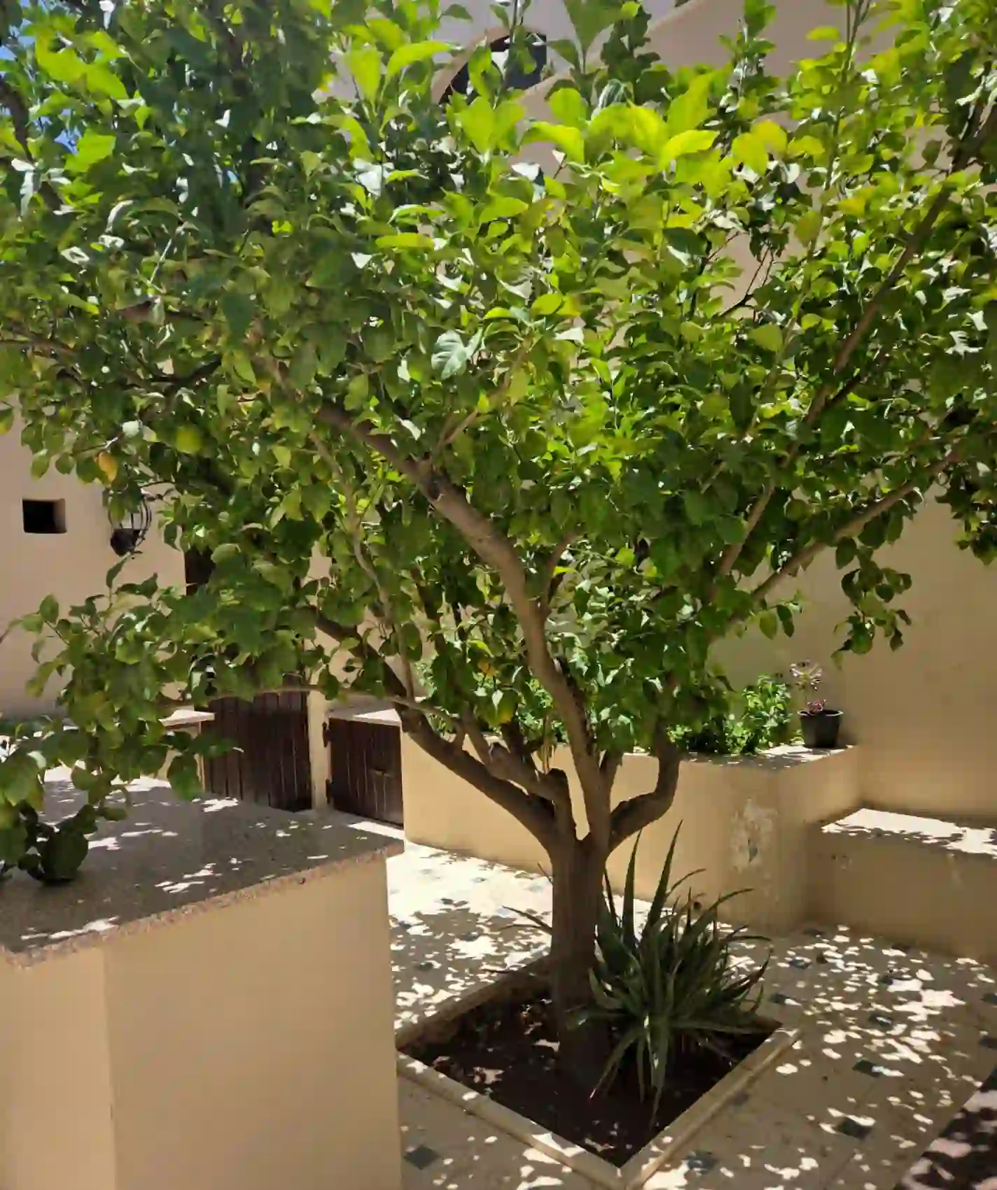 للايجار عبدون شقة - Image 8